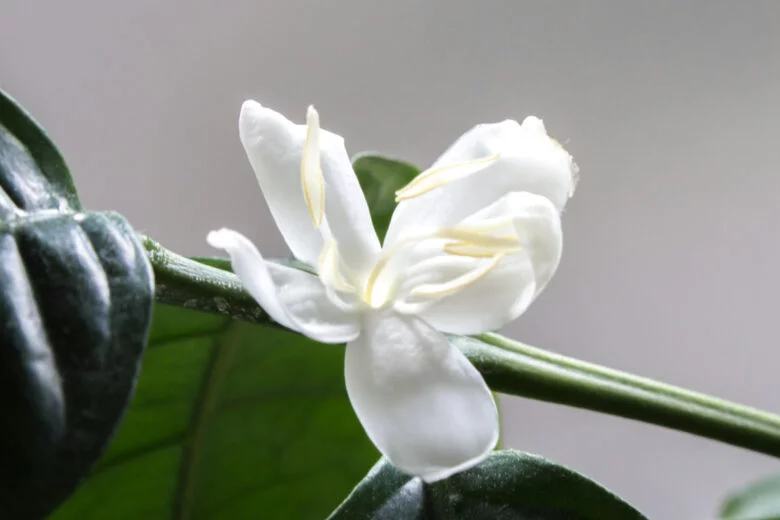 kaffeepflanze blüte