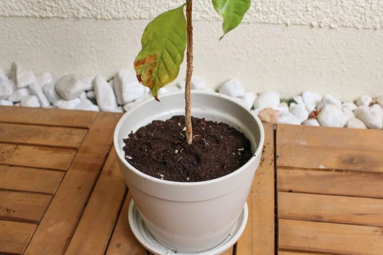 Kaffeepflanze umtopfen - Welche Erde