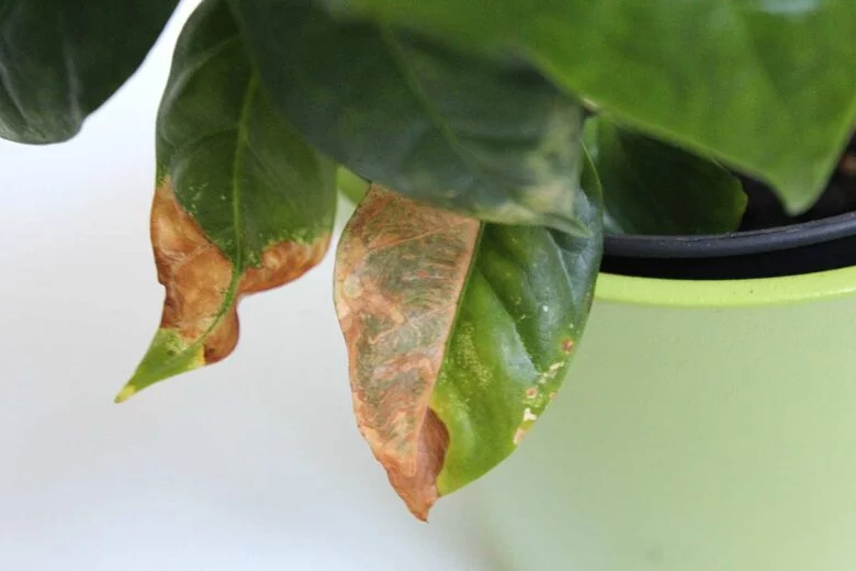 Kaffeepflanze braune Blätter